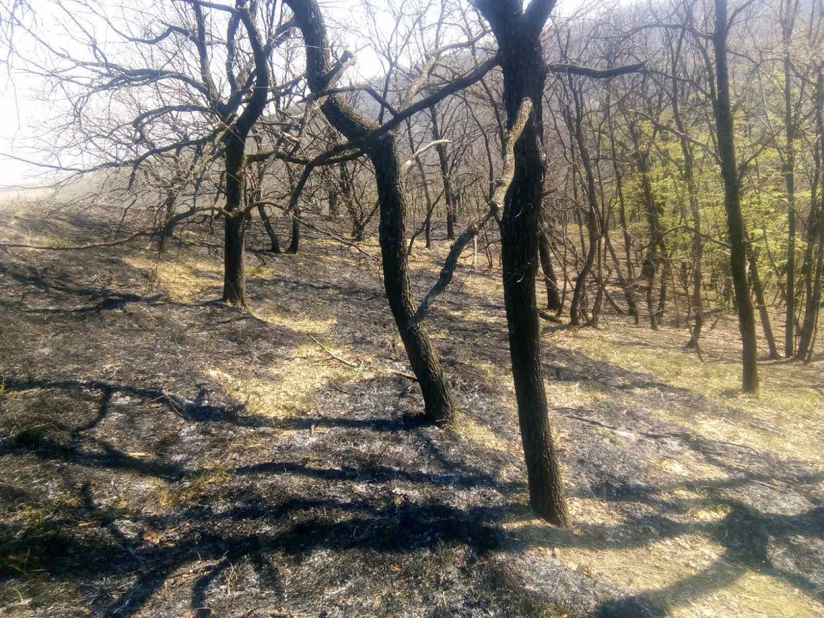 Foto: NP Fruška gora